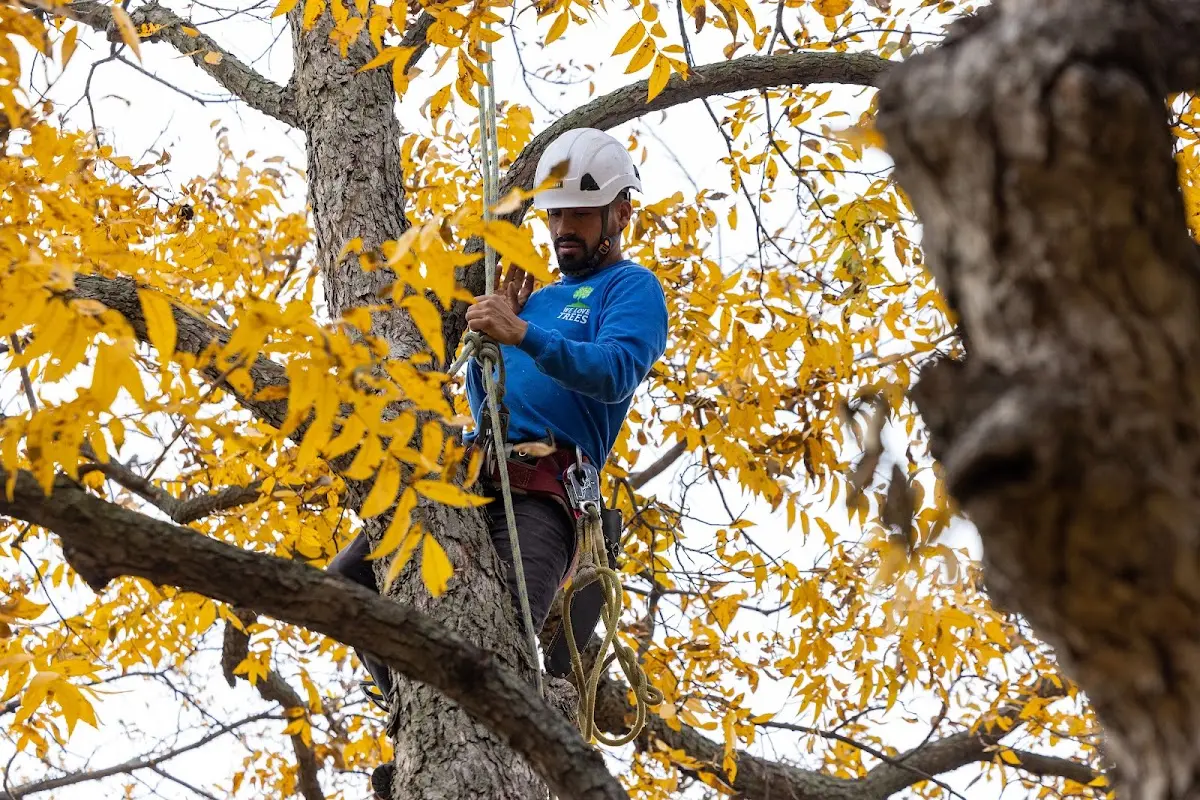 Skilled Tree Planting crew working in Englewood