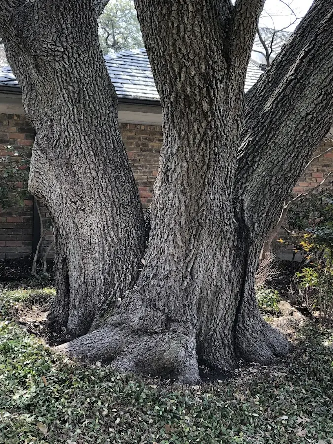 Mature heritage tree close to a Englewood property cared for by certified arborists